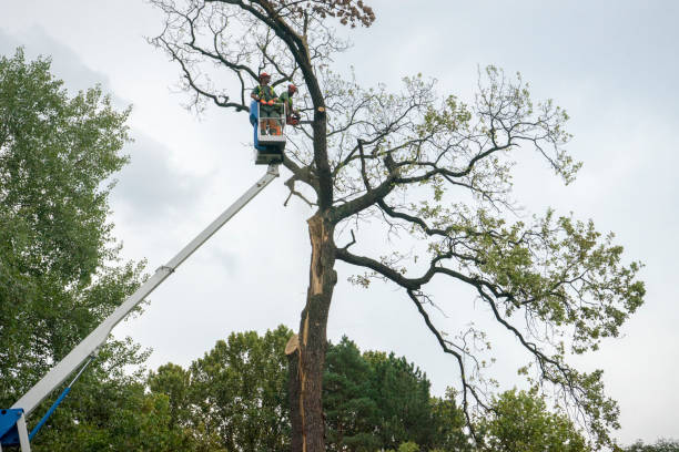 Trusted Blue Jay, OH Tree Care  Experts